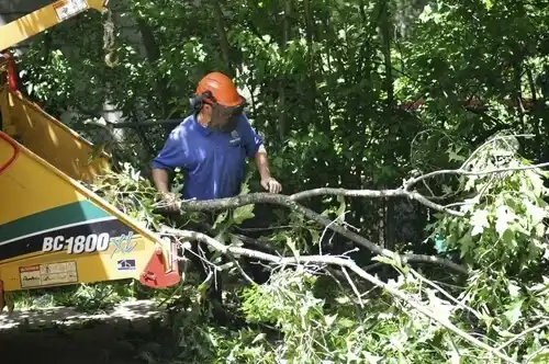 tree services Burtonsville